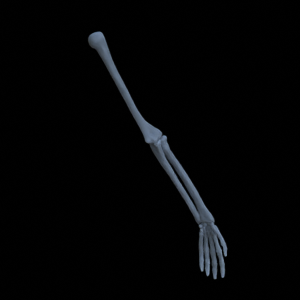 Knochen