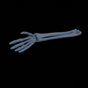 Knochen