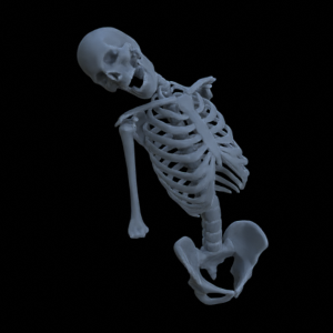 Knochen