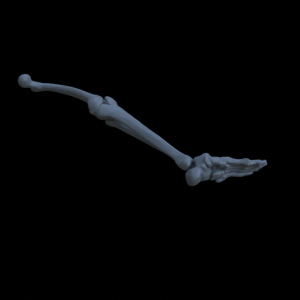 Knochen