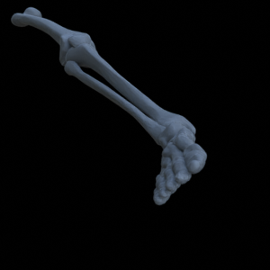 Knochen