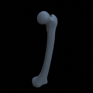 Knochen