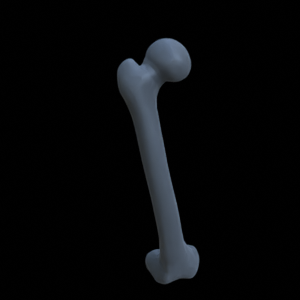 Knochen