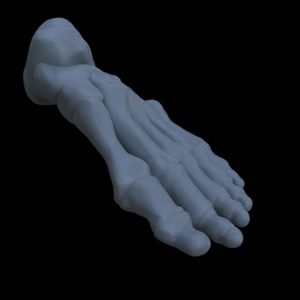 Knochen