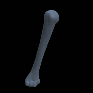 Knochen
