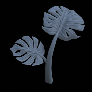 Monstera Pflanze