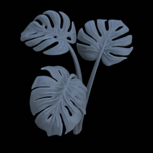 Monstera Pflanze