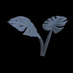 Monstera Pflanze