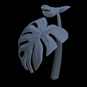 Monstera Pflanze