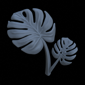 Monstera Pflanze