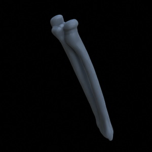 Knochen