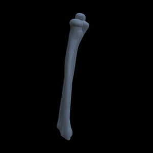 Knochen