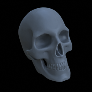 Knochen