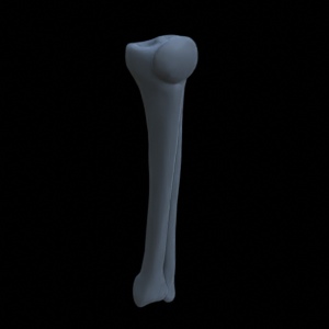 Knochen