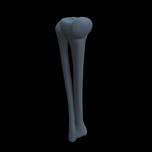Knochen