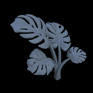 Monstera Pflanze