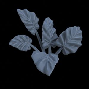 Alocasia Odora